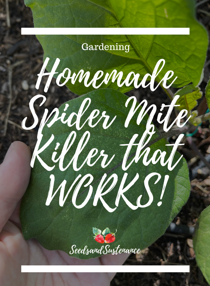 Homemade spider on sale mite killer