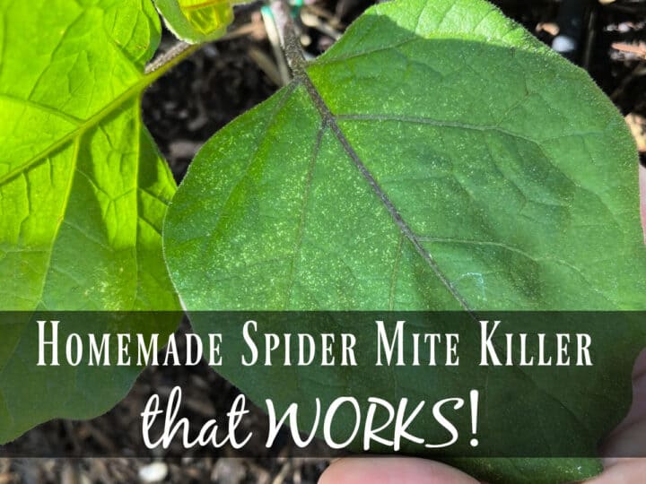 spider mites infesting an eggplant in a zone 10a garden.