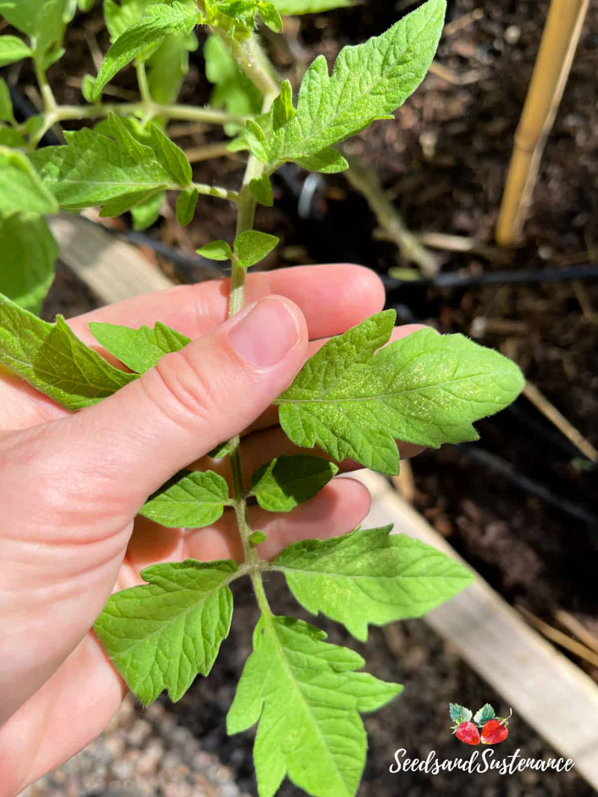 Spider mites attacking a new tomato plant in a zone 10a garden.