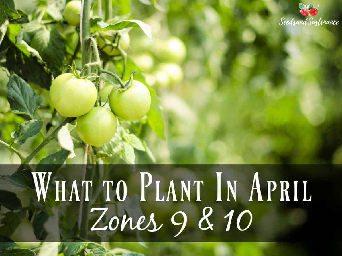 A green tomato plant