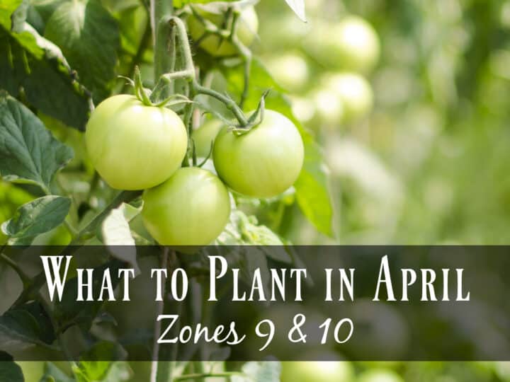 Vining green cherry tomatoes