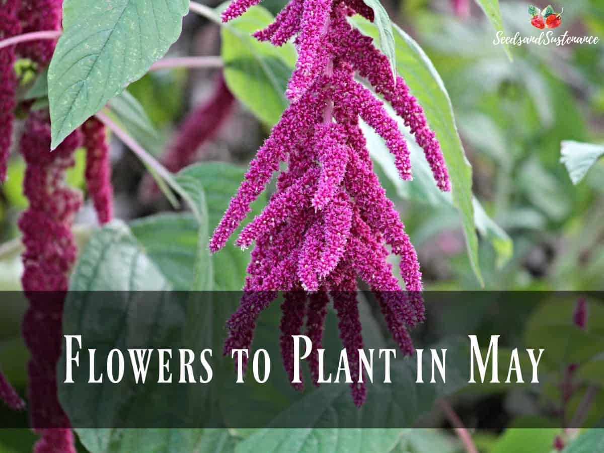 Pink amaranth in the garden - flowers to plant in May