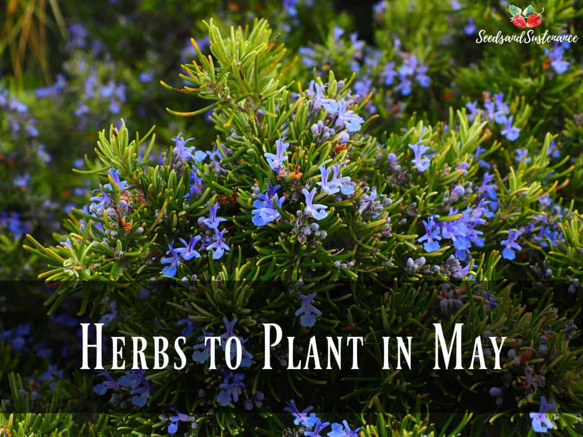 flowering rosemary plant - what to plant in May