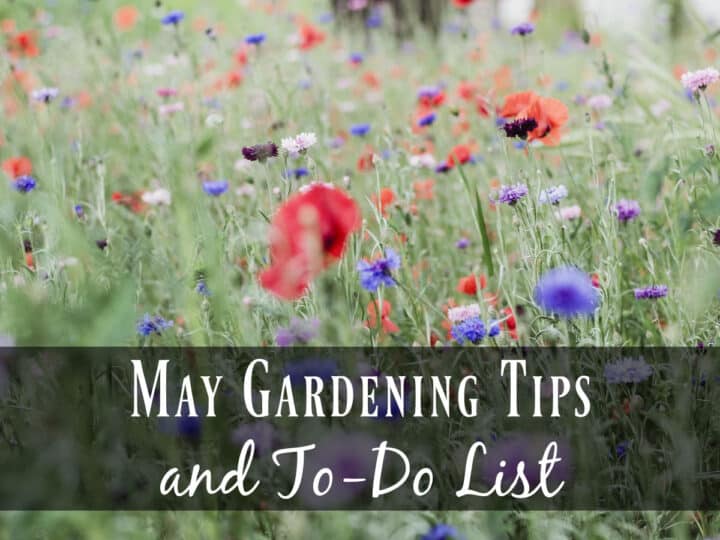 a field of blooming poppies - May gardening tips