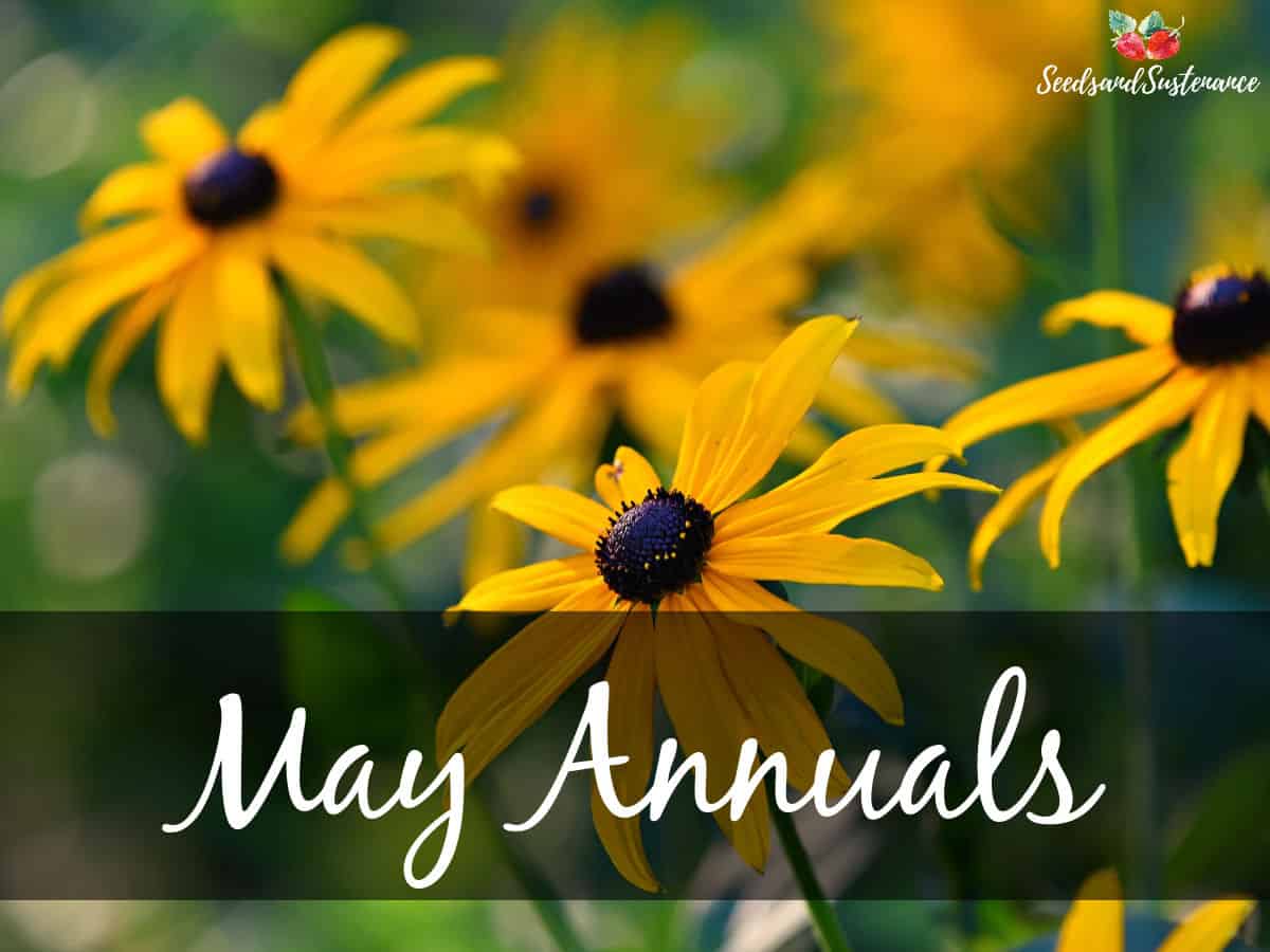 yellow flowers - May annuals
