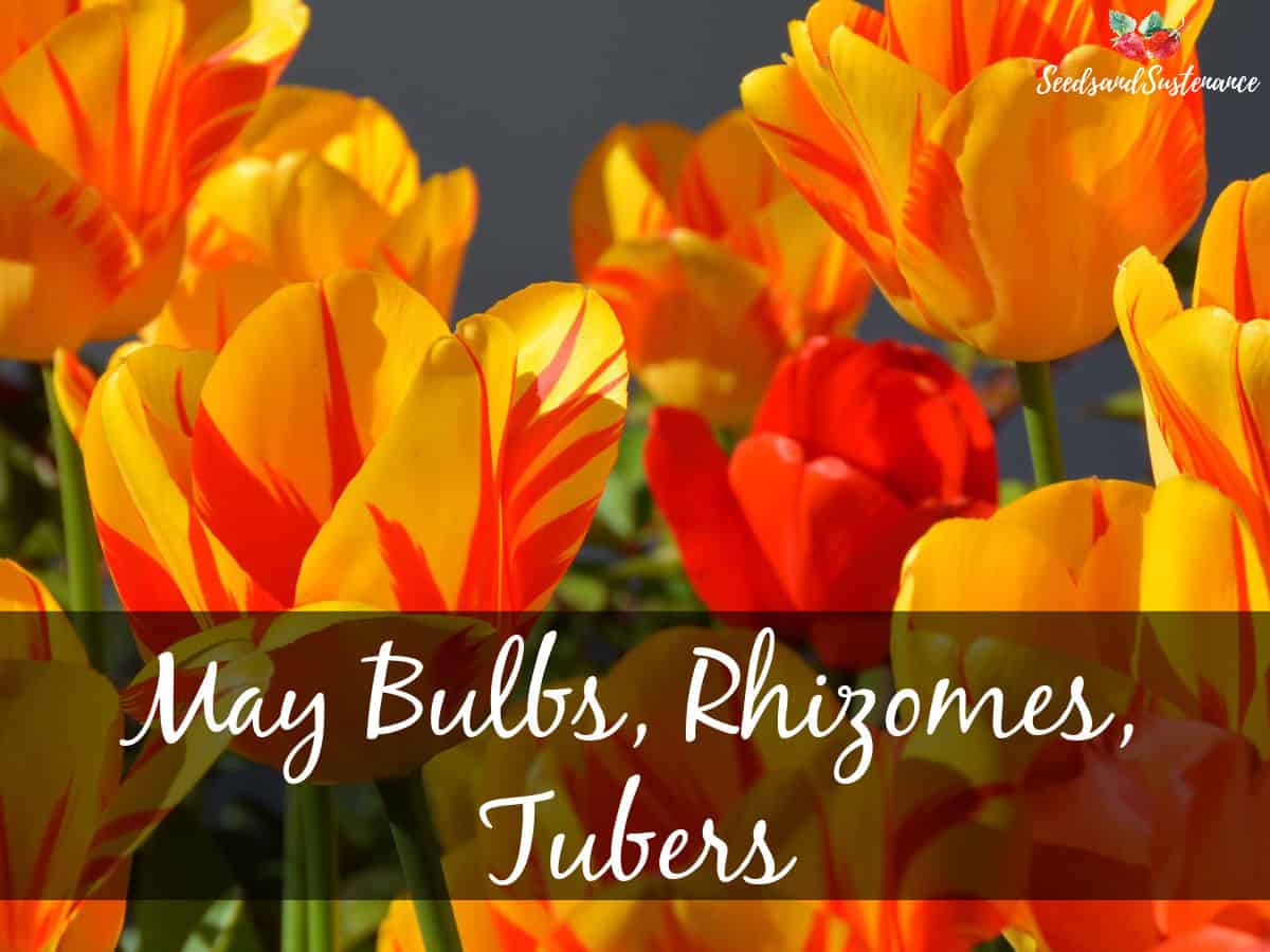 Blooming orange and yellow tulips - May bulbs, rhizomes, and tubers