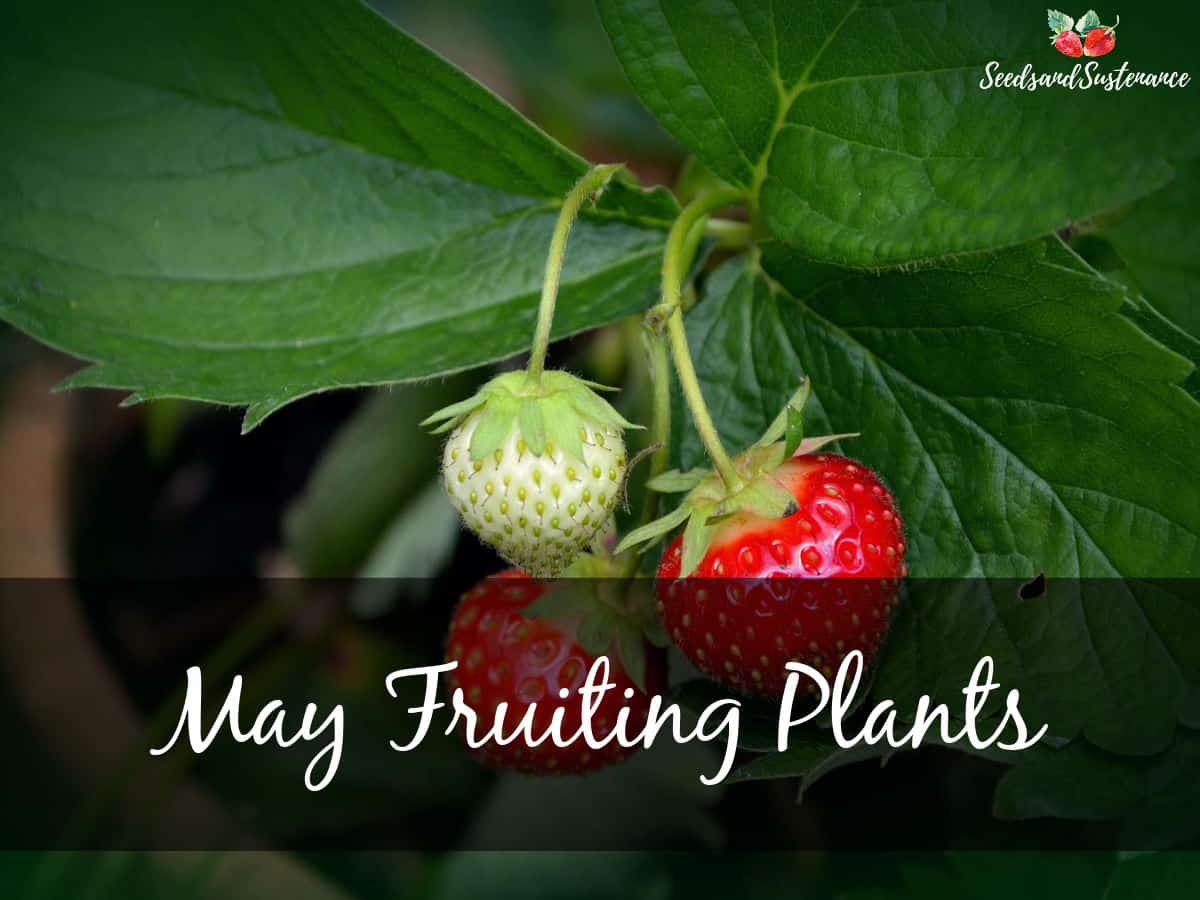 Fresh strawberries in the garden - May fruiting plants