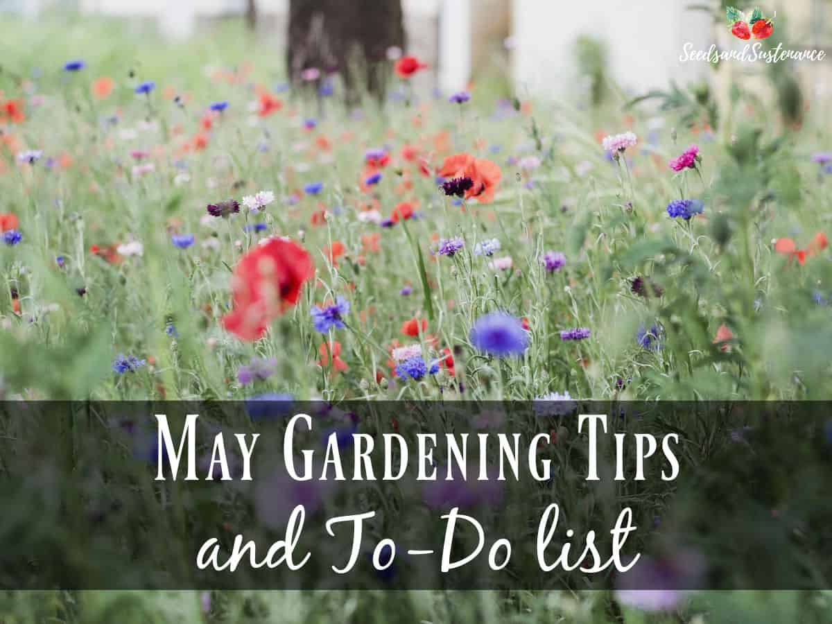 blooming poppies in a field - May gardening tips and tricks