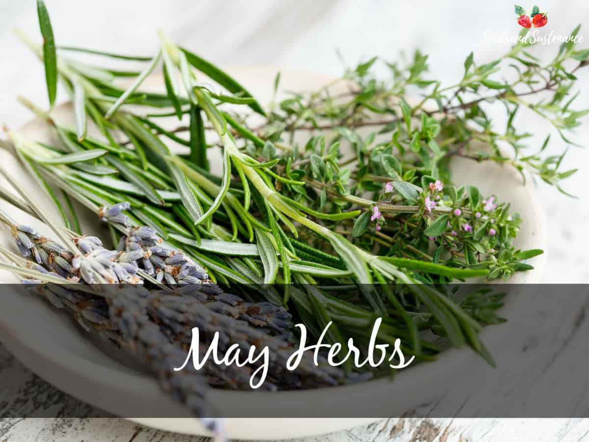 A bowl of fresh herbs like rosemary and thyme - May herbs