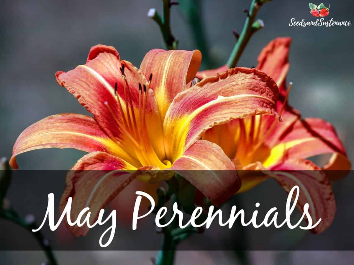 A blooming daylily - May perrenials