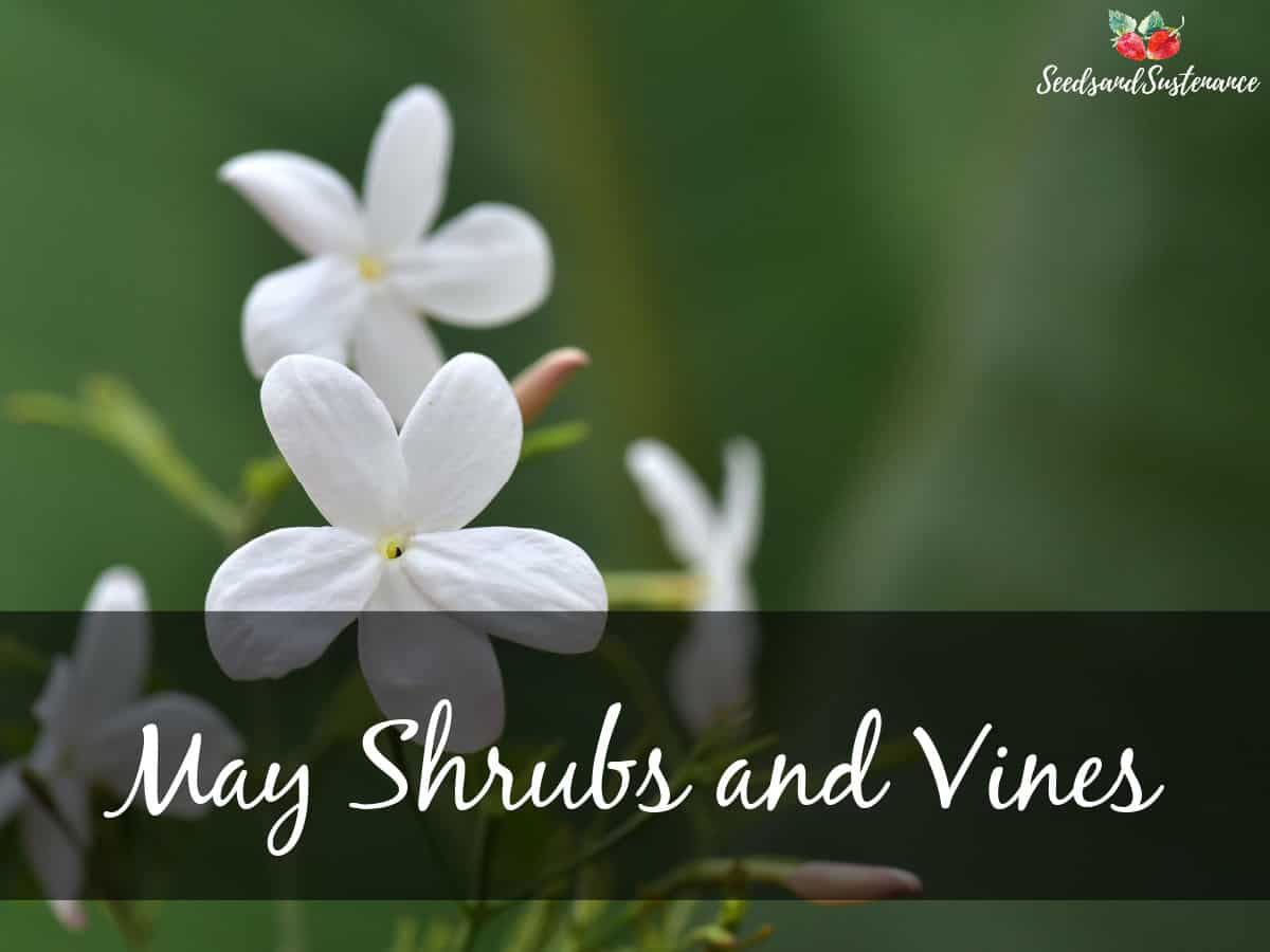 Blooming jasmine - May shrubs and vines