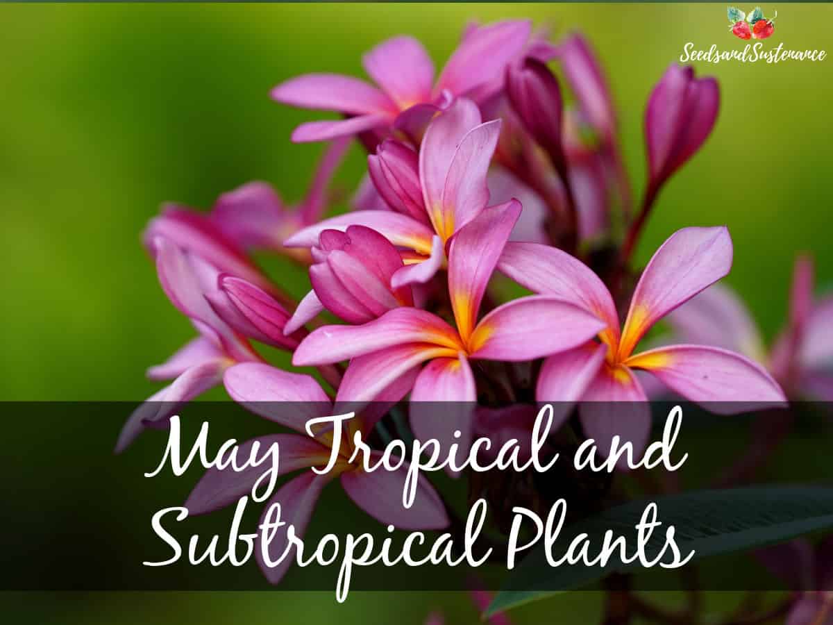 Blooming plumeria - May tropical and subtropical plants