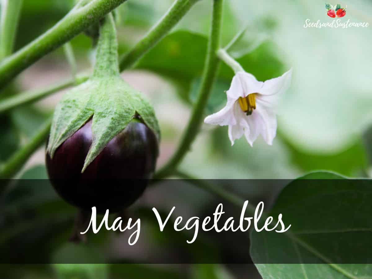 Eggplant - May vegetables