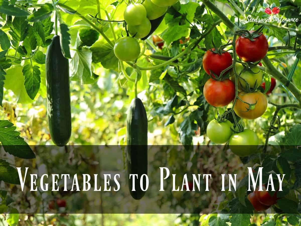 Cucumbers and tomatoes - Vegetables to plant in may