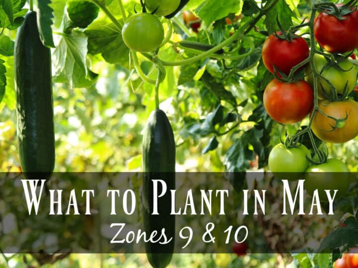 cucumbers and cherry tomatoes hanging on the vine - what to plant in May