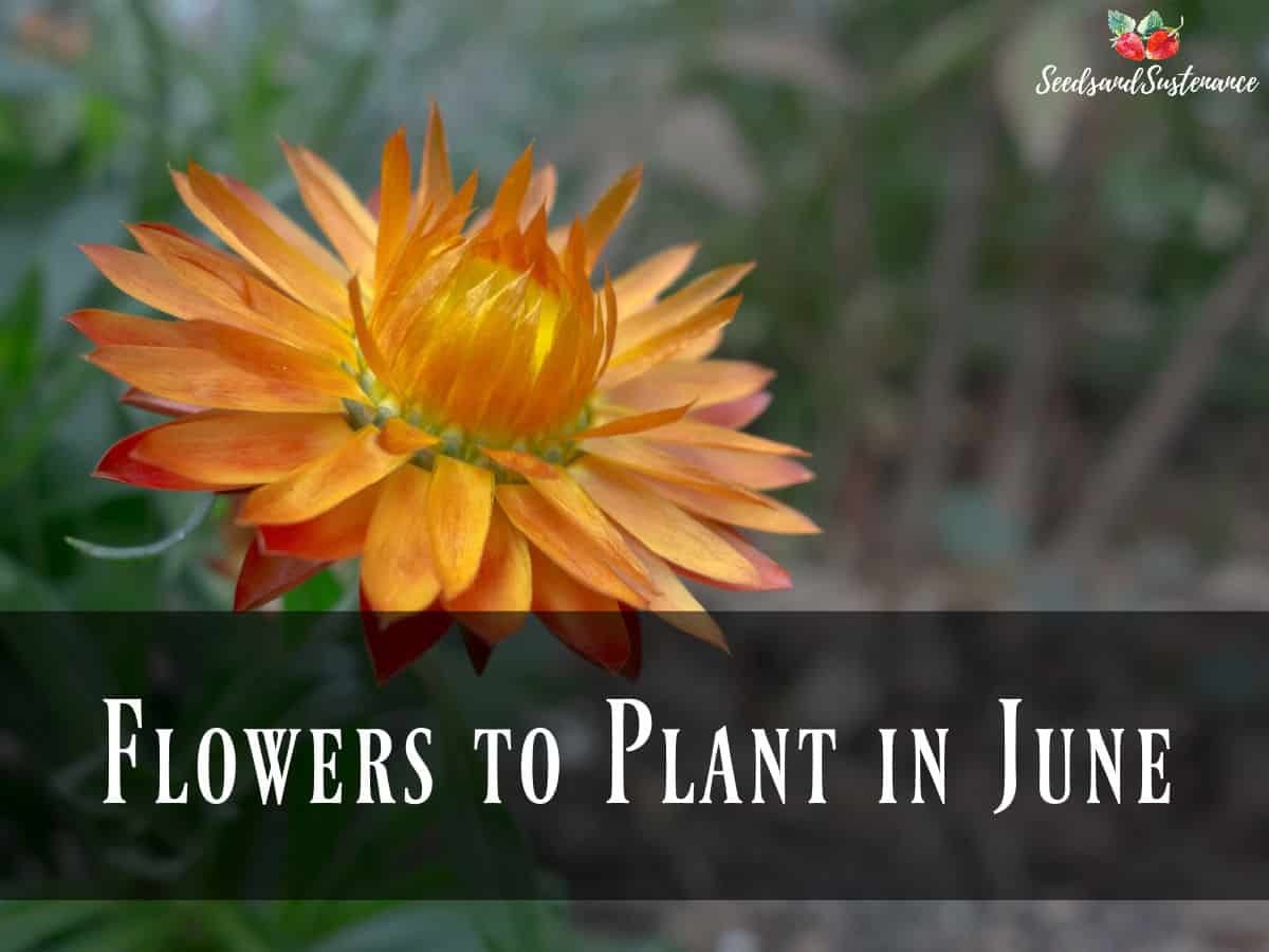 A blooming orange straw flower - Flowers to plant in June