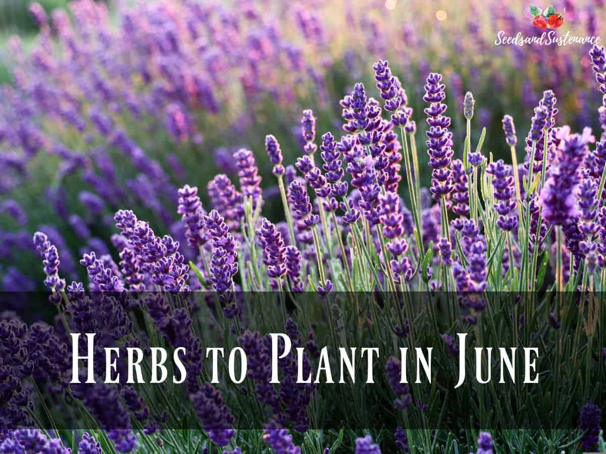 Blooming Lavender - Herbs to plant in June