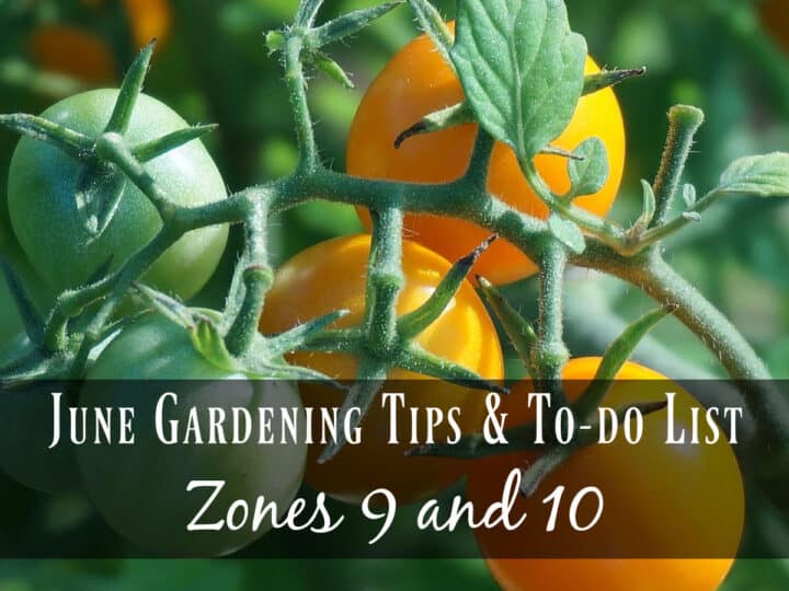 Fresh tomatoes on the vine - June gardening tips