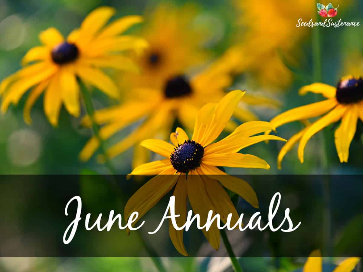Yellow blooming flowers in the garden - June annuals 