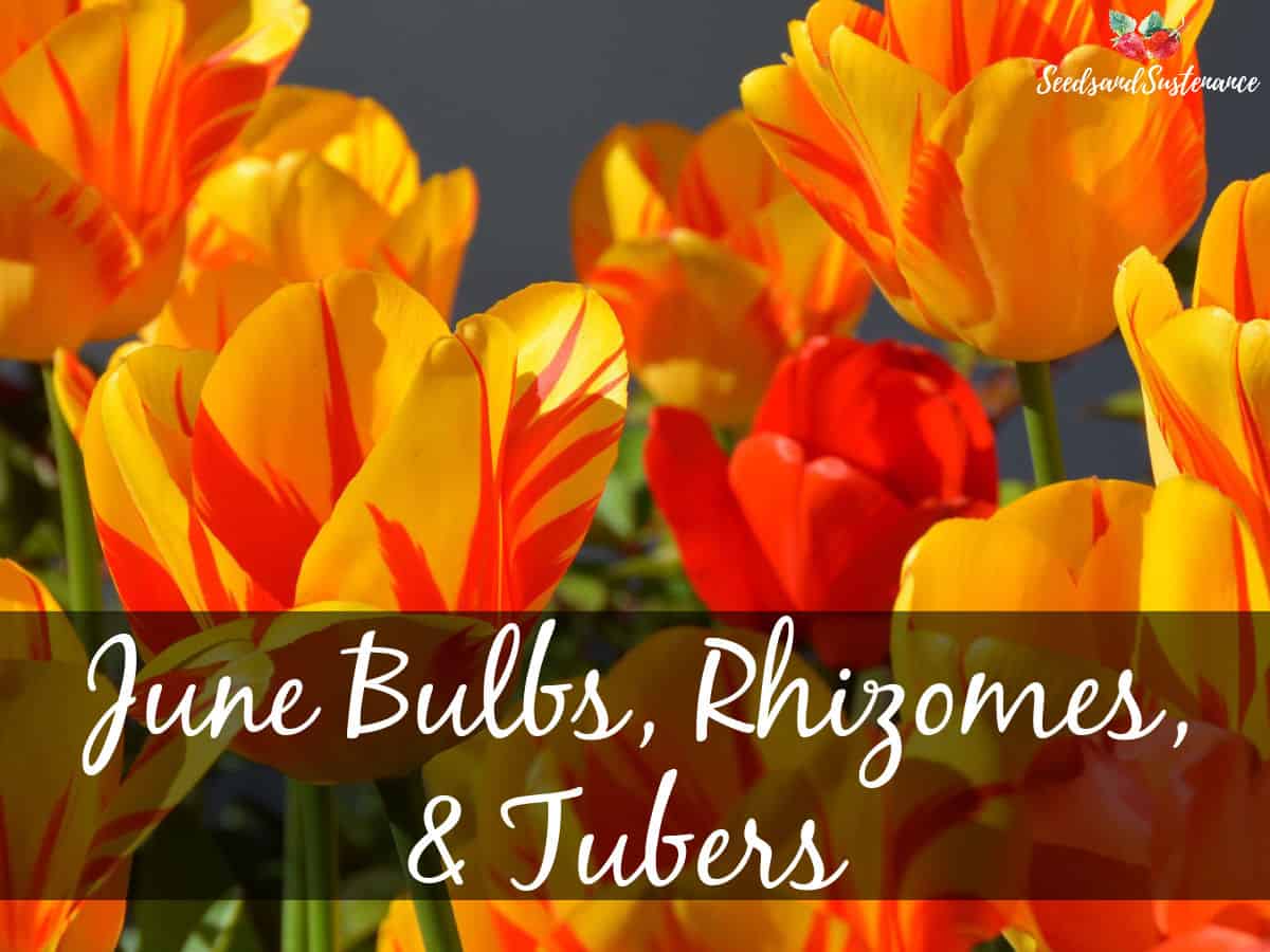Blooming tulips - June bulbs, rhizomes, and tubers