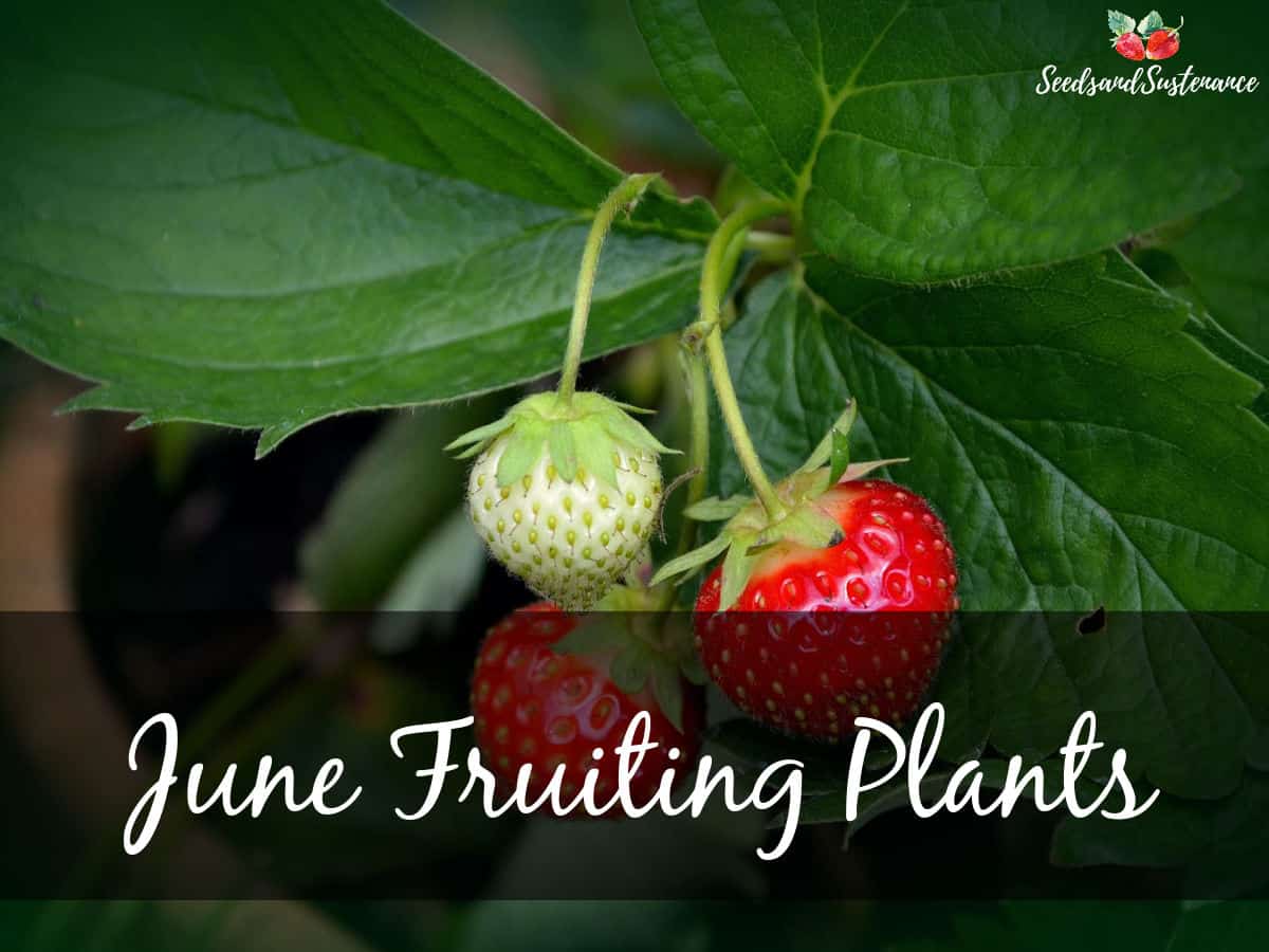 Fresh strawberries in the garden - June fruiting plants