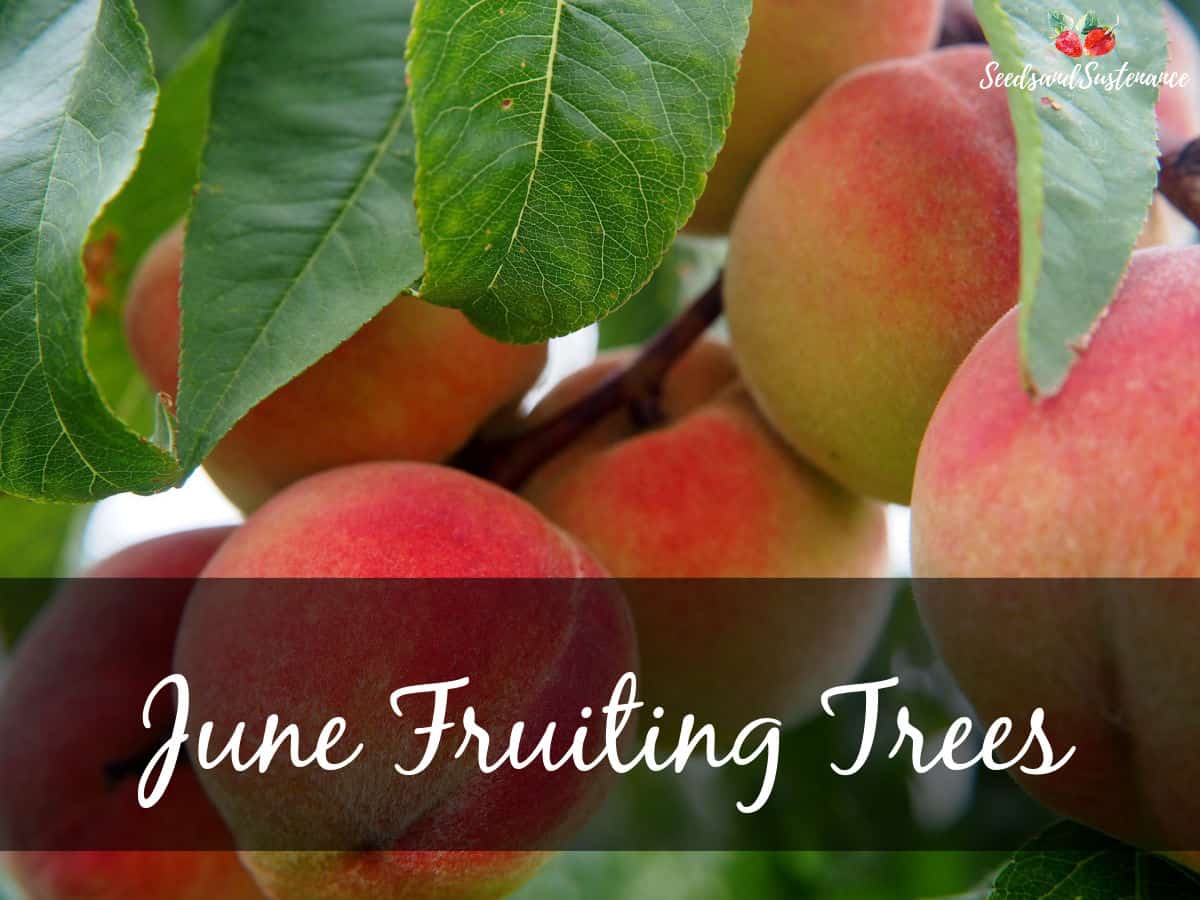 fresh peaches growing on the tree - June fruiting trees