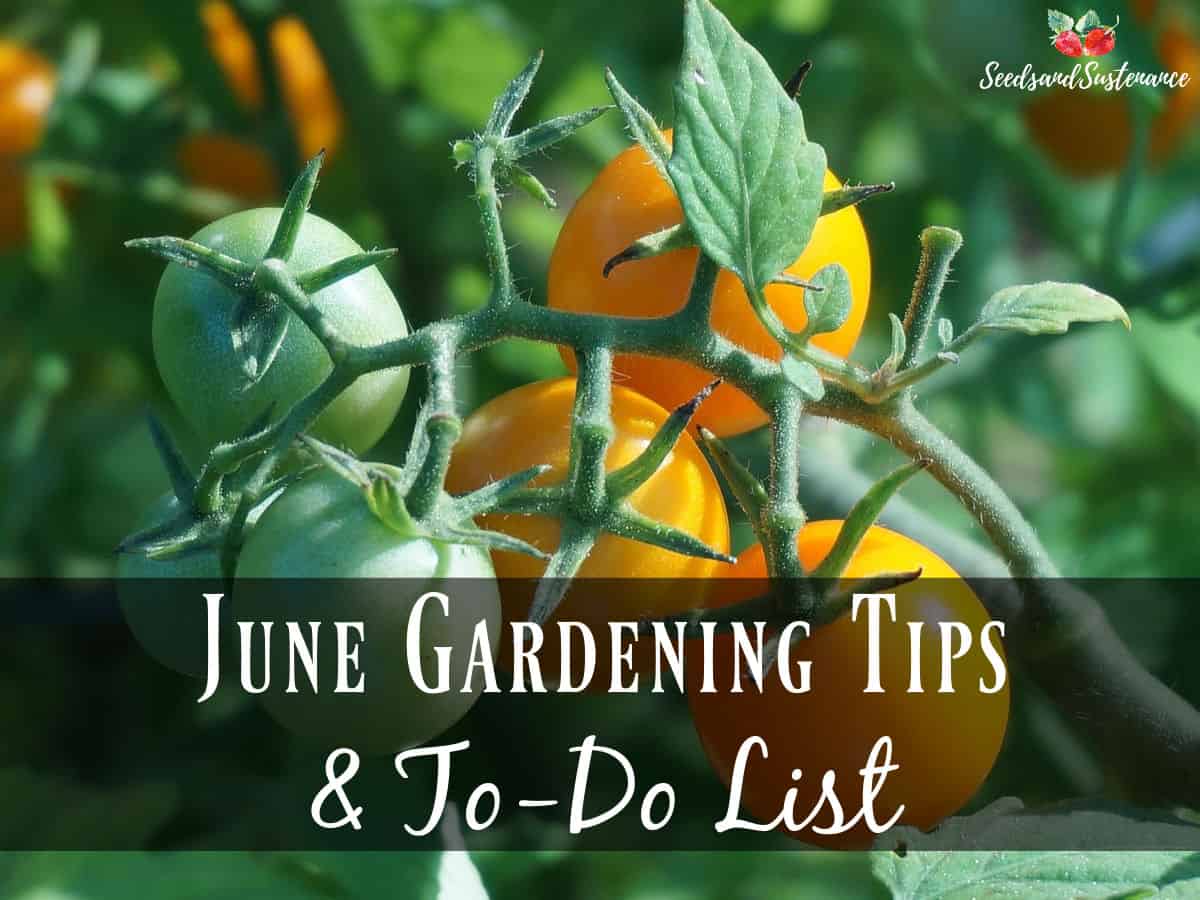 Sungold cherry tomatoes on the vine - June gardening tips