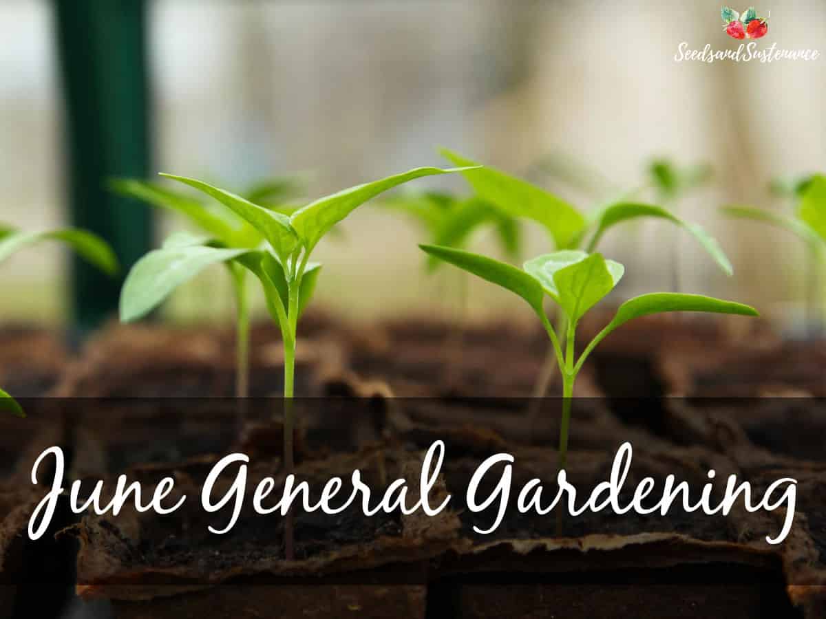 Sprouting bell pepper plants in a seed cell - June general gardening tips