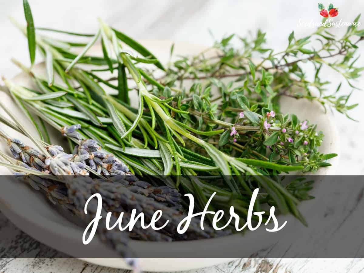 A bowl of fresh cut herbs - June herbs