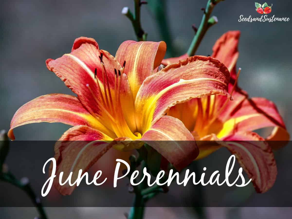 Daylily in the garden - June perennials