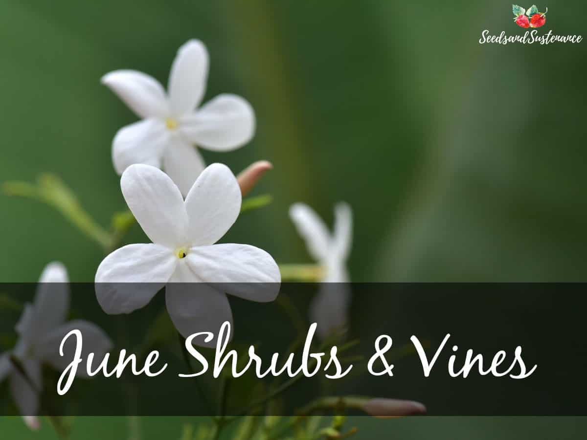 Blooming jasmine flowers - June shrubs and vines