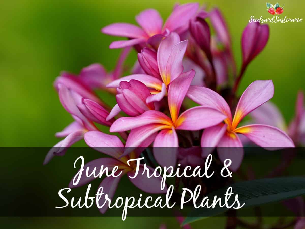 Pink plumeria blooming - June tropical and subtropical plants