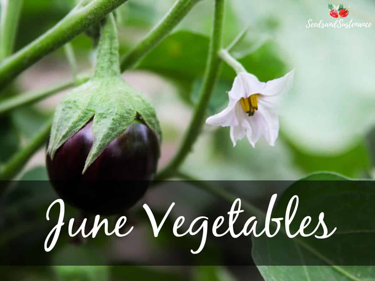 Fresh eggplant in the garden - June vegetables