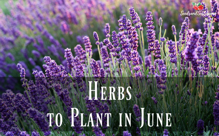 Herbs to plant in June - A field of blooming lavender.