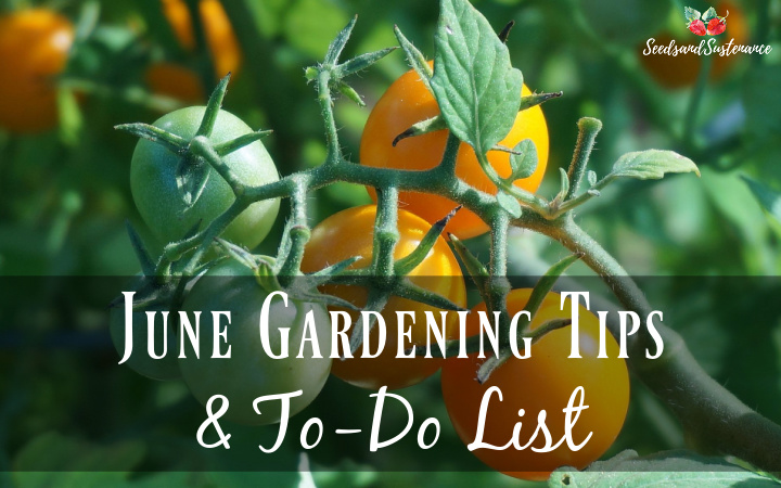 june gardeing tips and to-do list. A ripening cluster of cherry tomatoes.