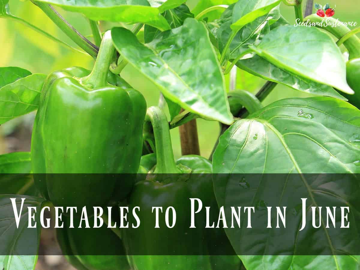 Green bell peppers in the garden - Vegetables to plant in June