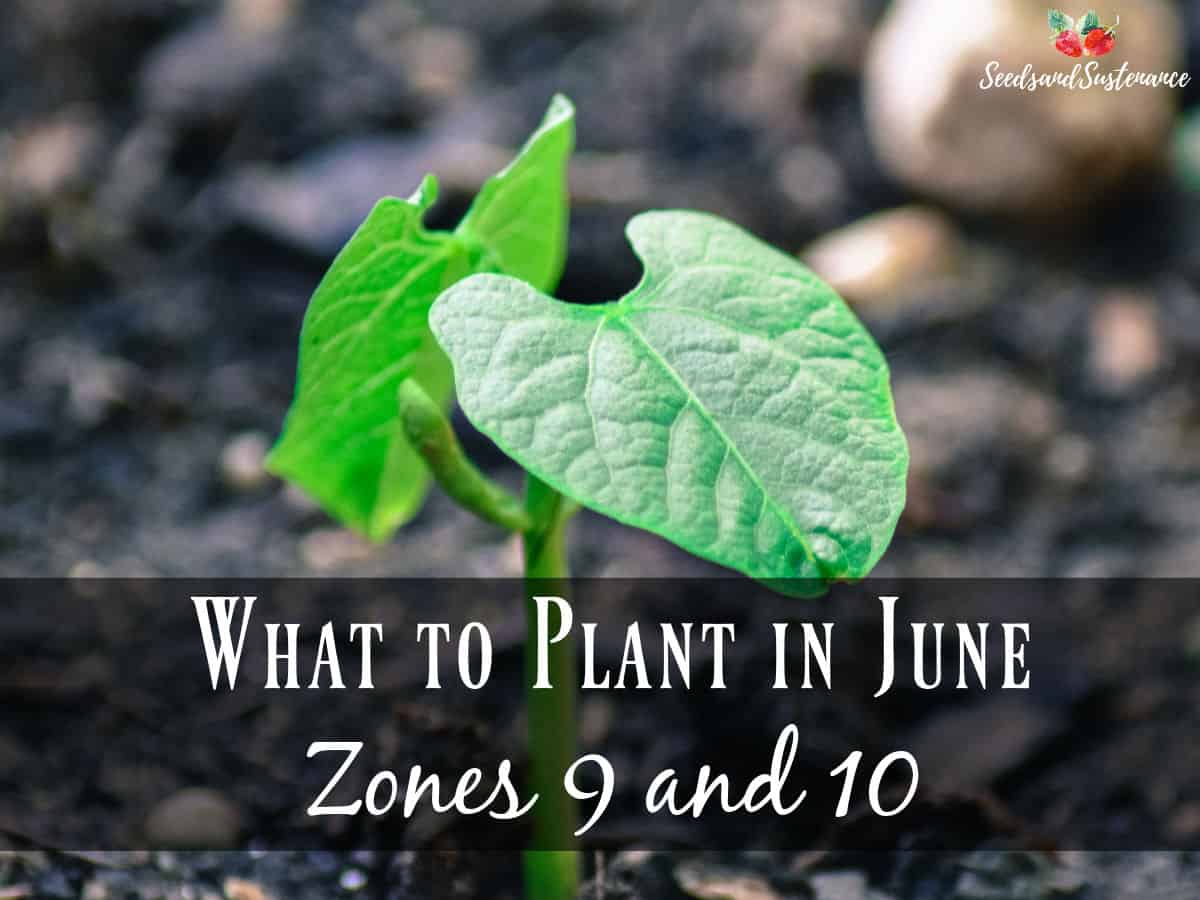 A sprouting green bean plant - what to plant in June