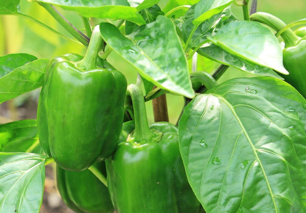 Vegetables to plant in June - A green bell pepper plant.