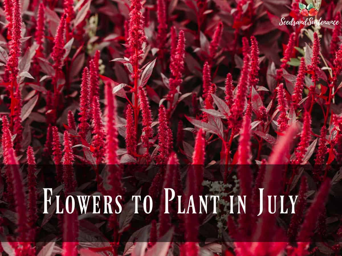 A field of red amaranth - flowers to plant in July