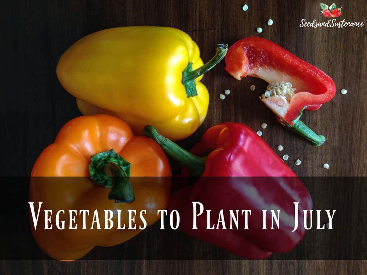 Ranibow bell peppers on a cutting board - vegetables to plant in July