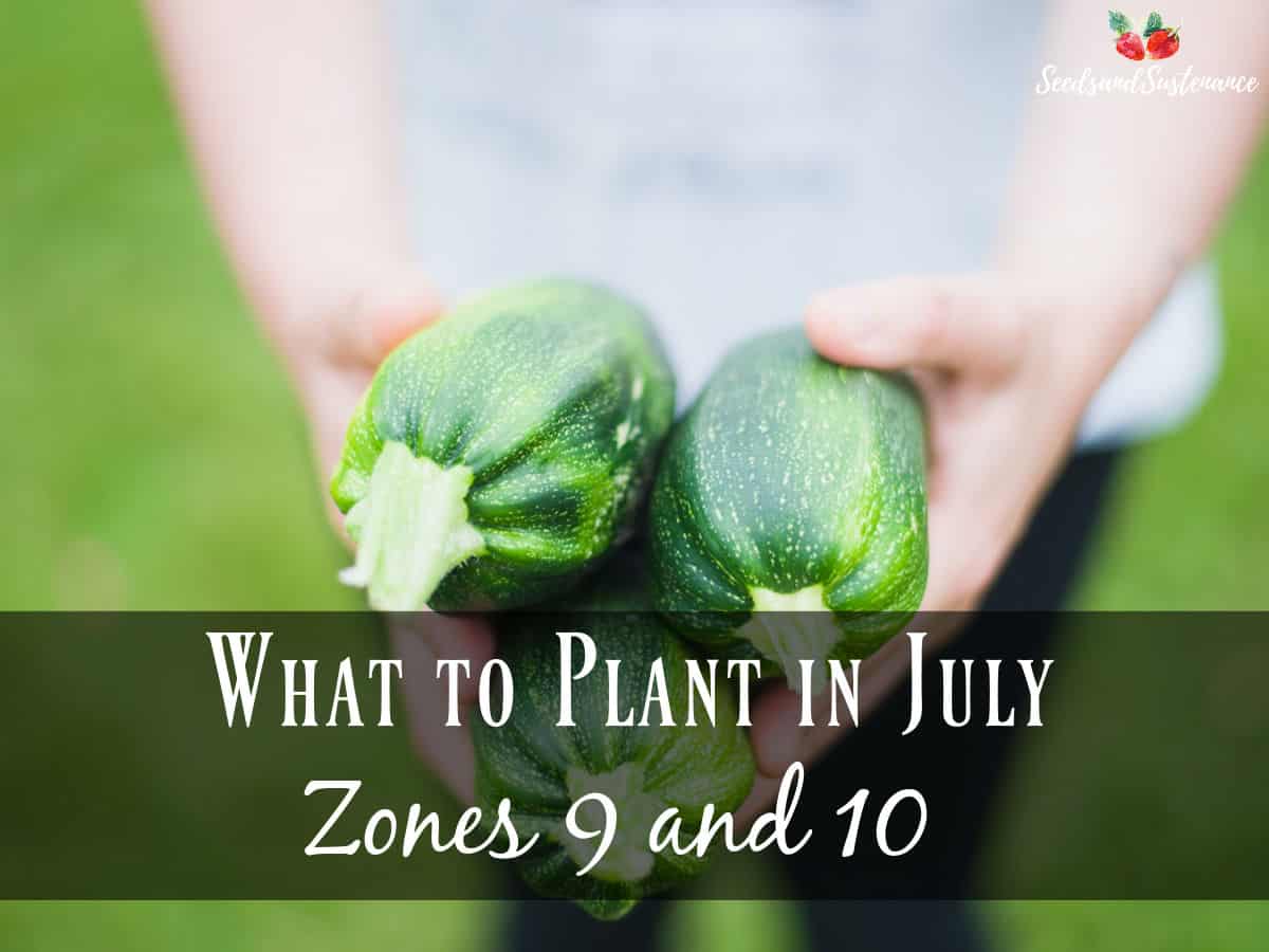 Fresh zucchini from the garden in a gardener's hands - What to plant in July