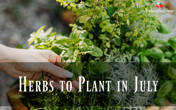 What herbs to plant in July - a basket of summer herbs