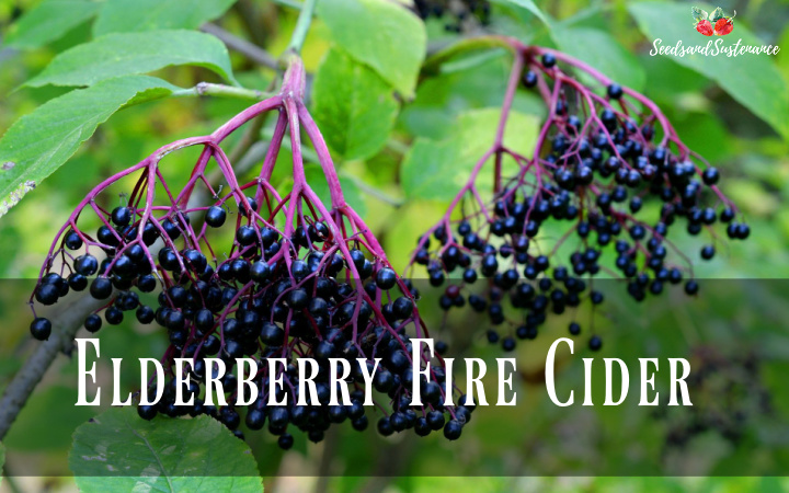 elderberry fire cider