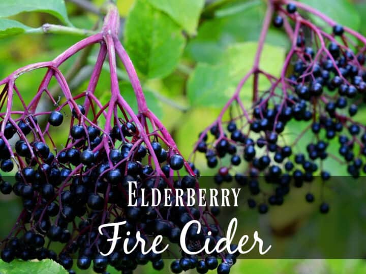 Black elderberries on the tree - how to make elderberry fire cider