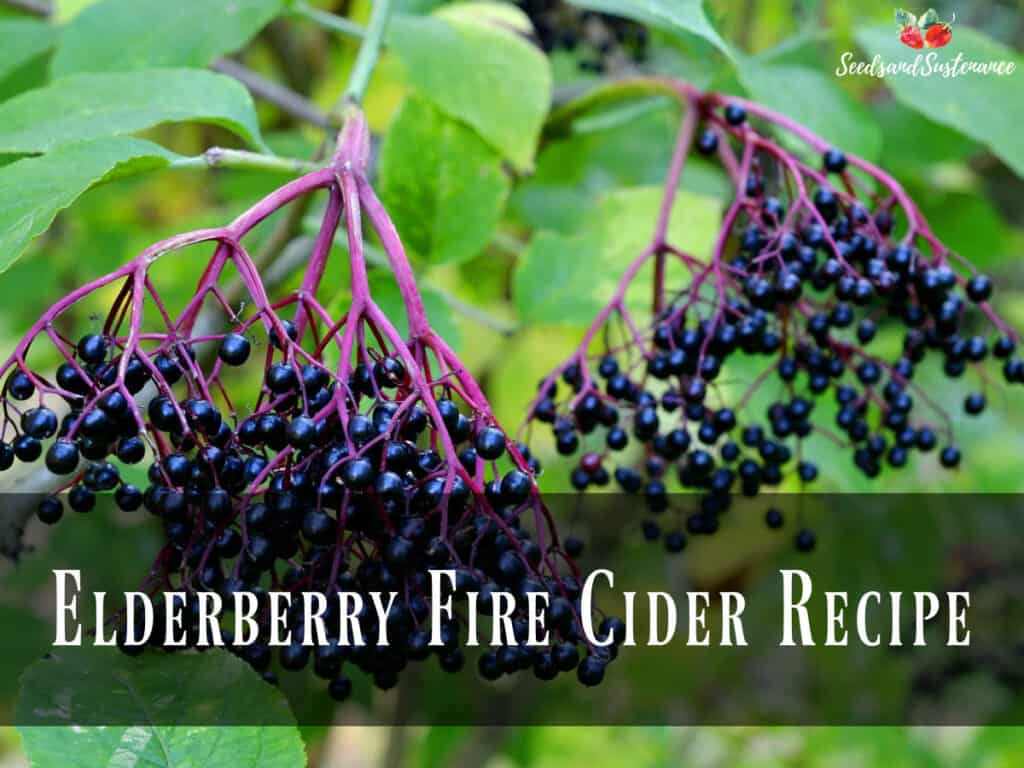 Elderberry Fire Cider Recipe Seeds & Sustenance