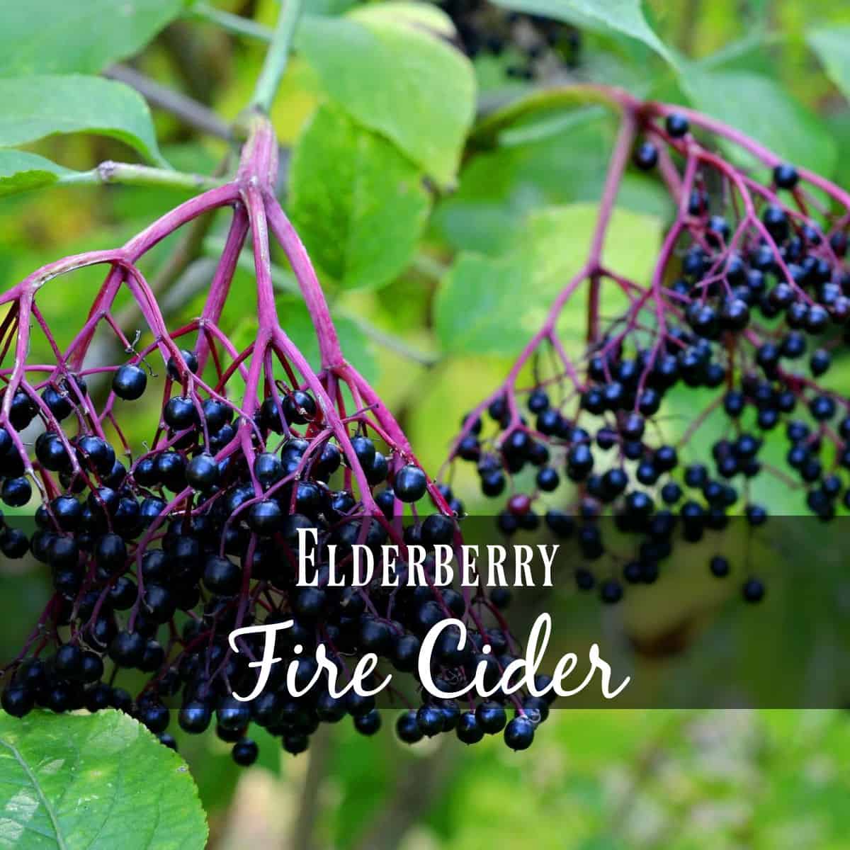 Elderberry Fire Cider Recipe Seeds & Sustenance