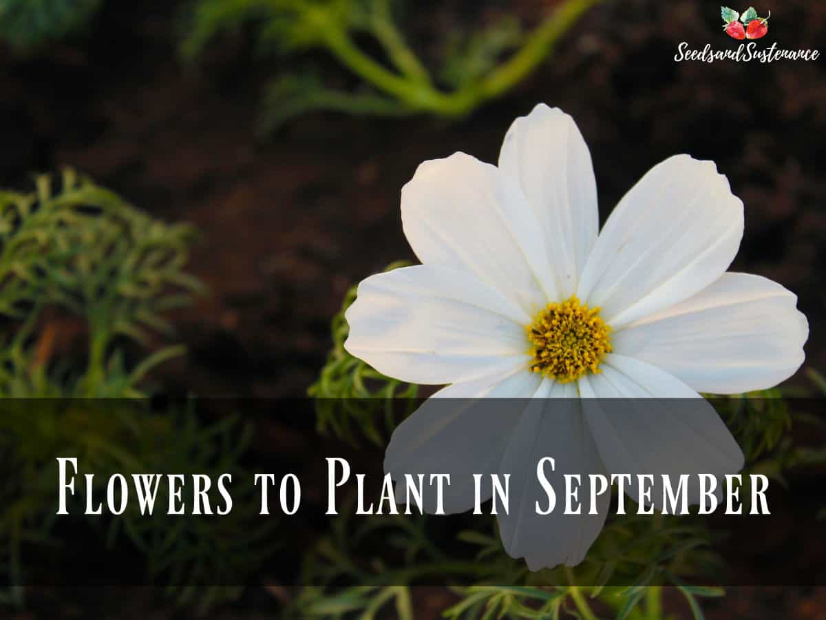 A white blooming flower - flowers to plant in September