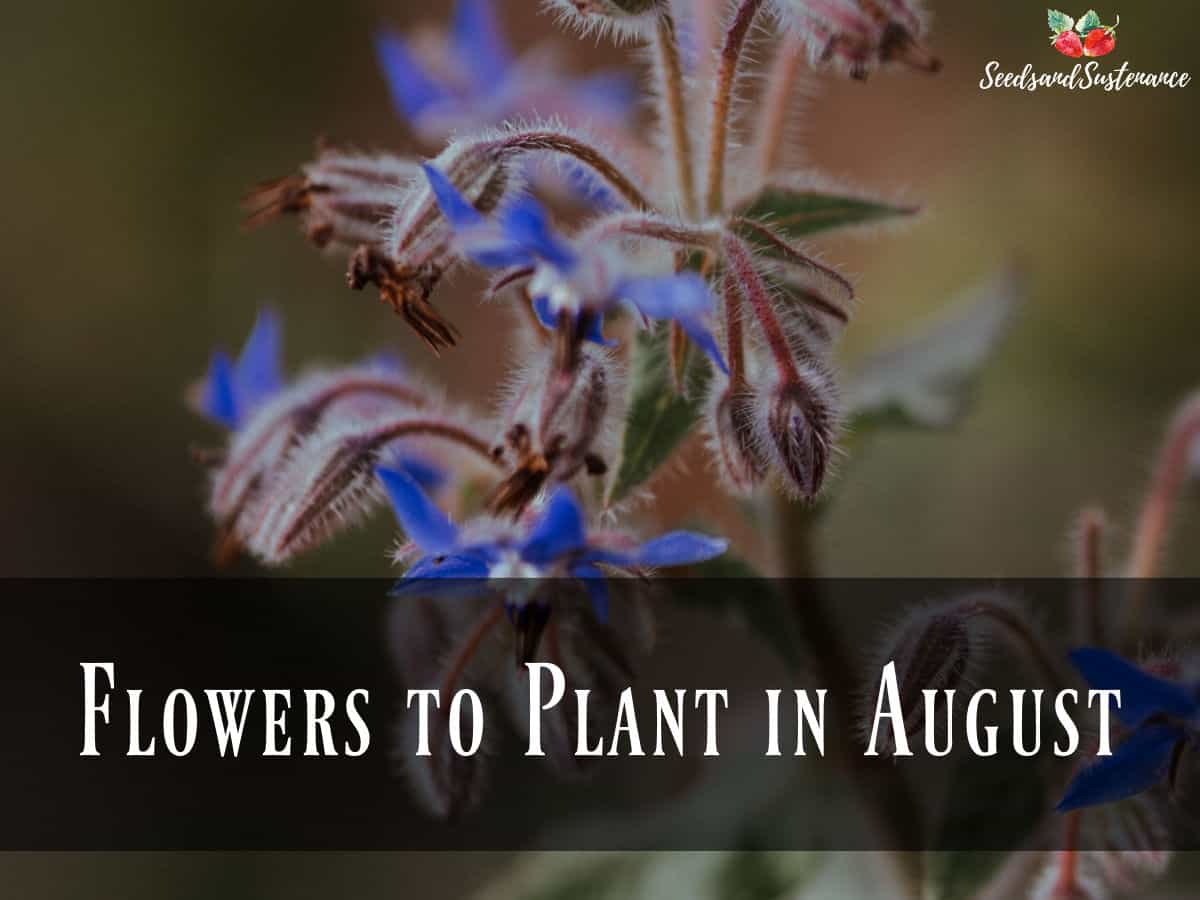 Borage flowers - flowers to plant in August