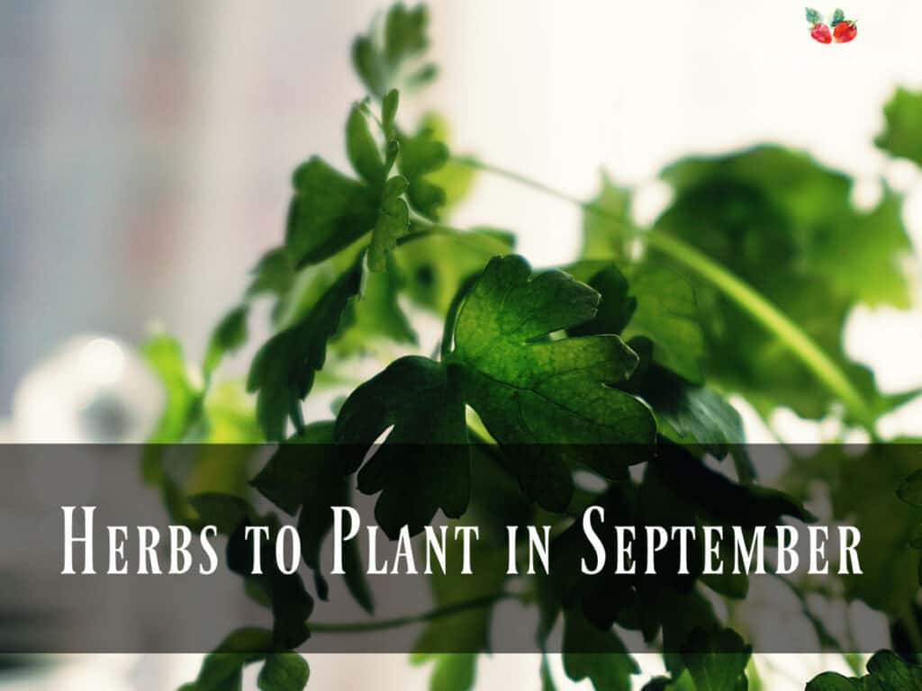 what-to-plant-in-september-seeds-sustenance