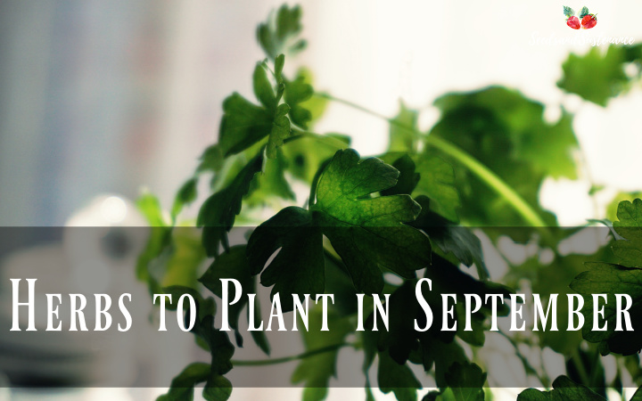 herbs to plant in September - photo of fresh cilantro
